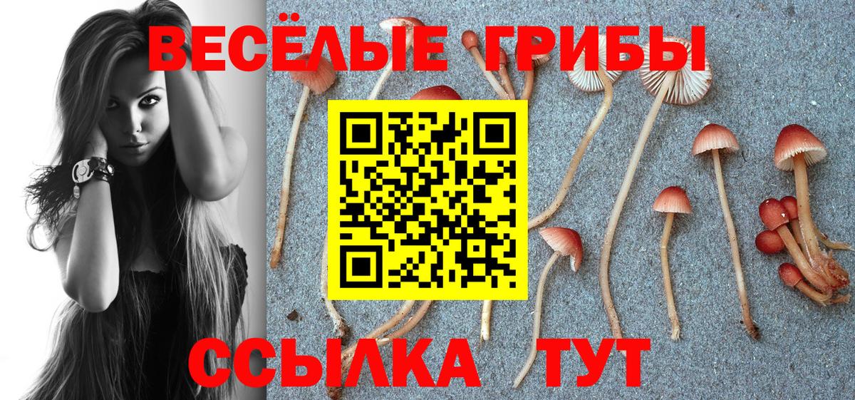 Псилоцибиновые грибы Psilocybine cubensis  где найти   Гудермес 